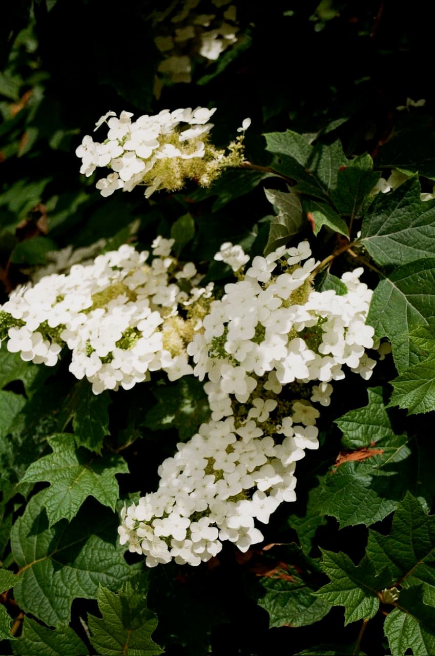 Daisy Steppers